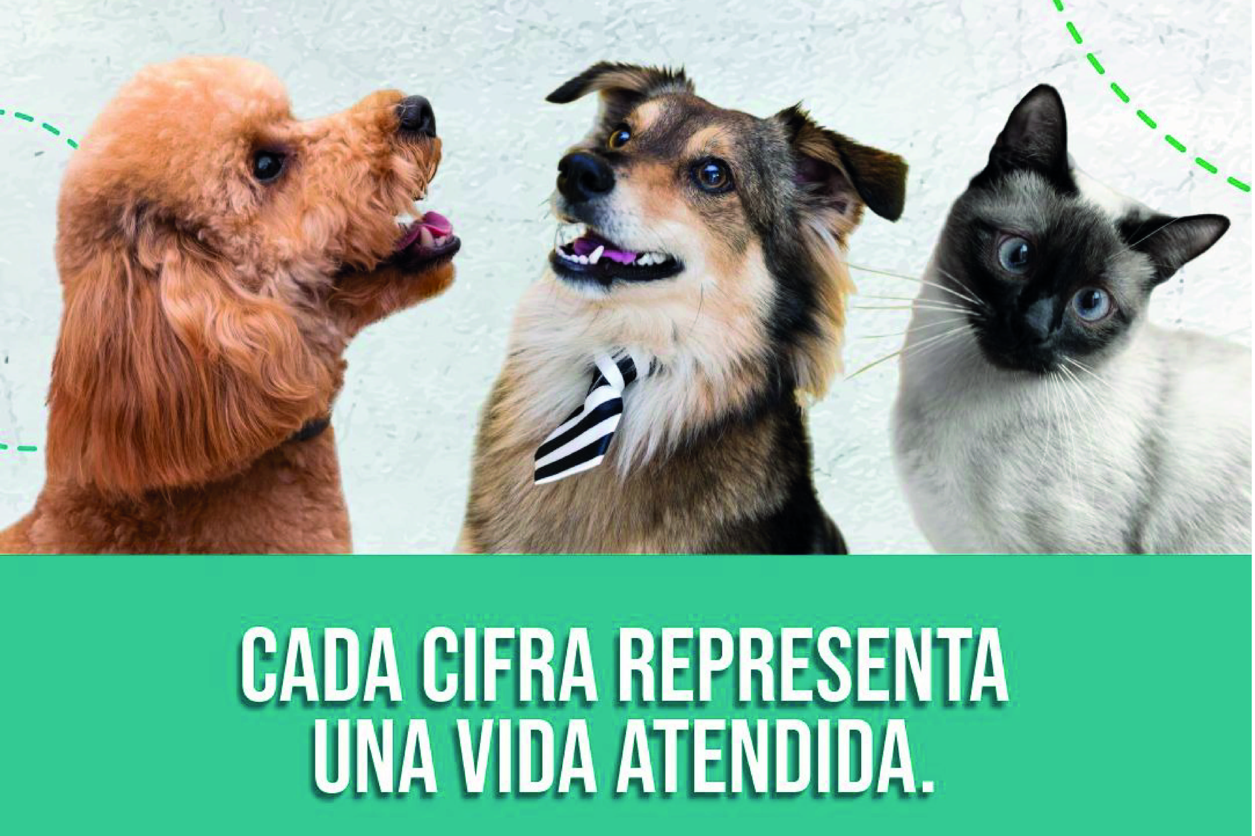 Animalitos